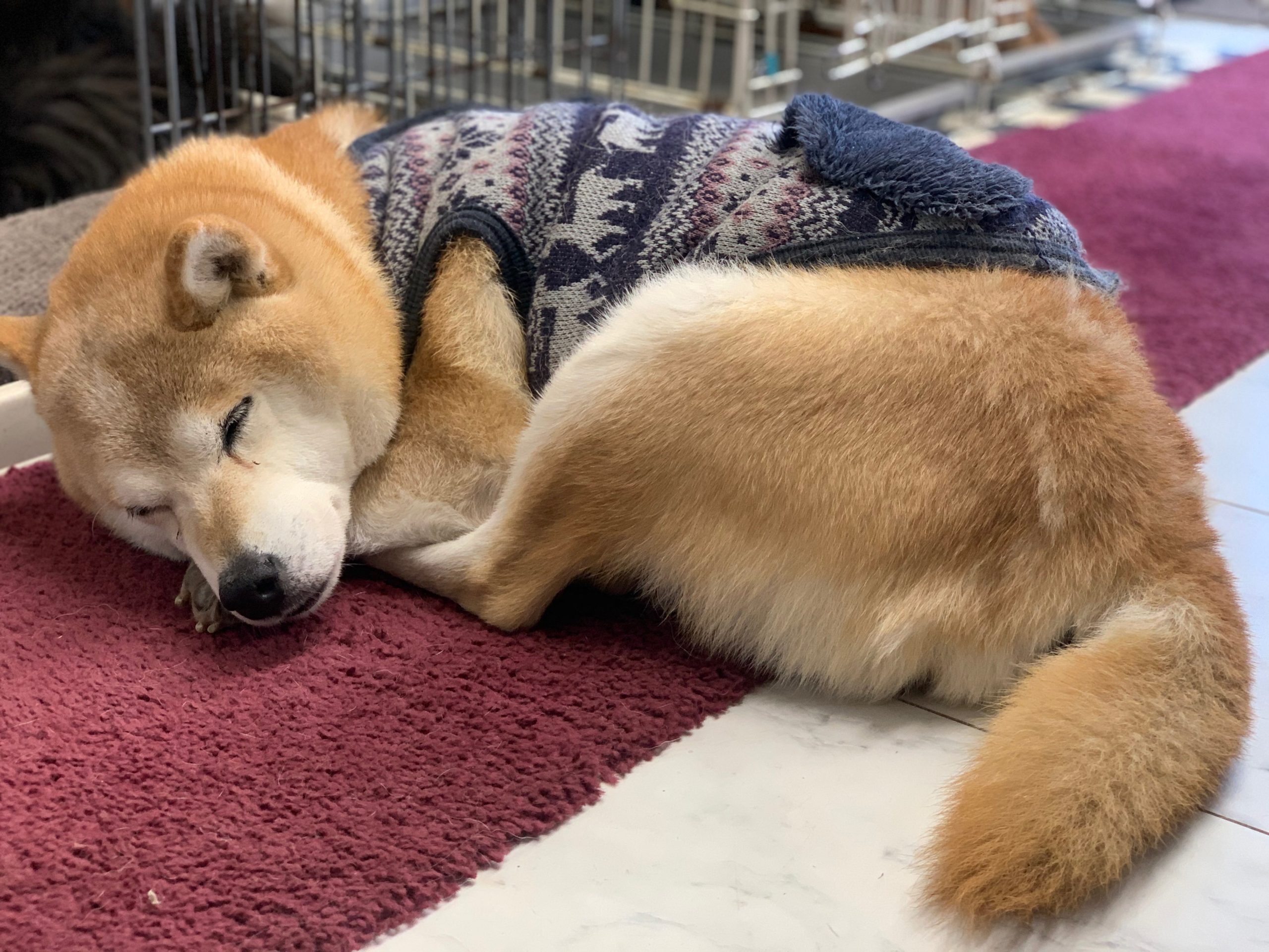 事務所のアイドル！！