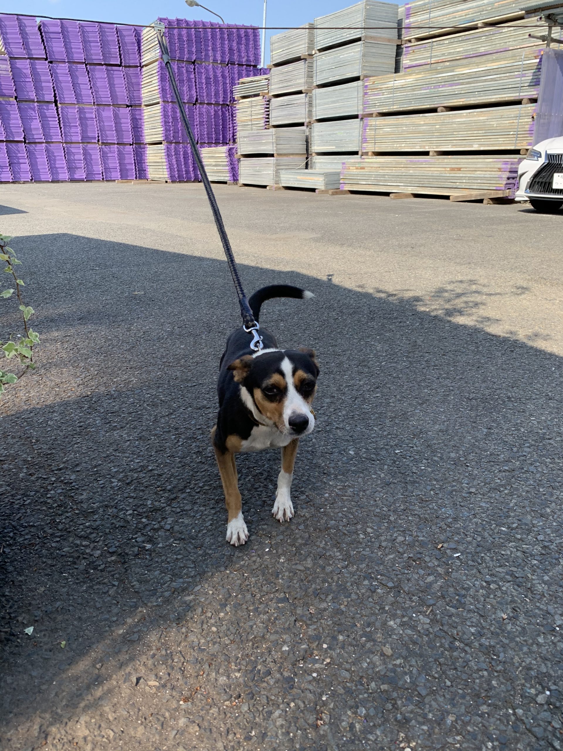 資材置場のアイドル！！